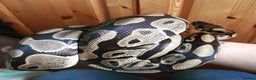 Python Snake reptiles for sale: Ball Pythons Male & Female - Advert 3