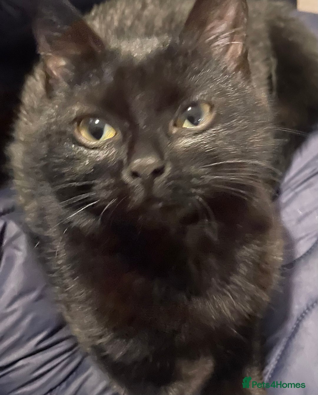 Bombay cats for sale: 5 month old cat for sale! - Advert 2