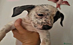 Mixed Breed dogs for sale: Beautiful mixed breed puppies - Image 15