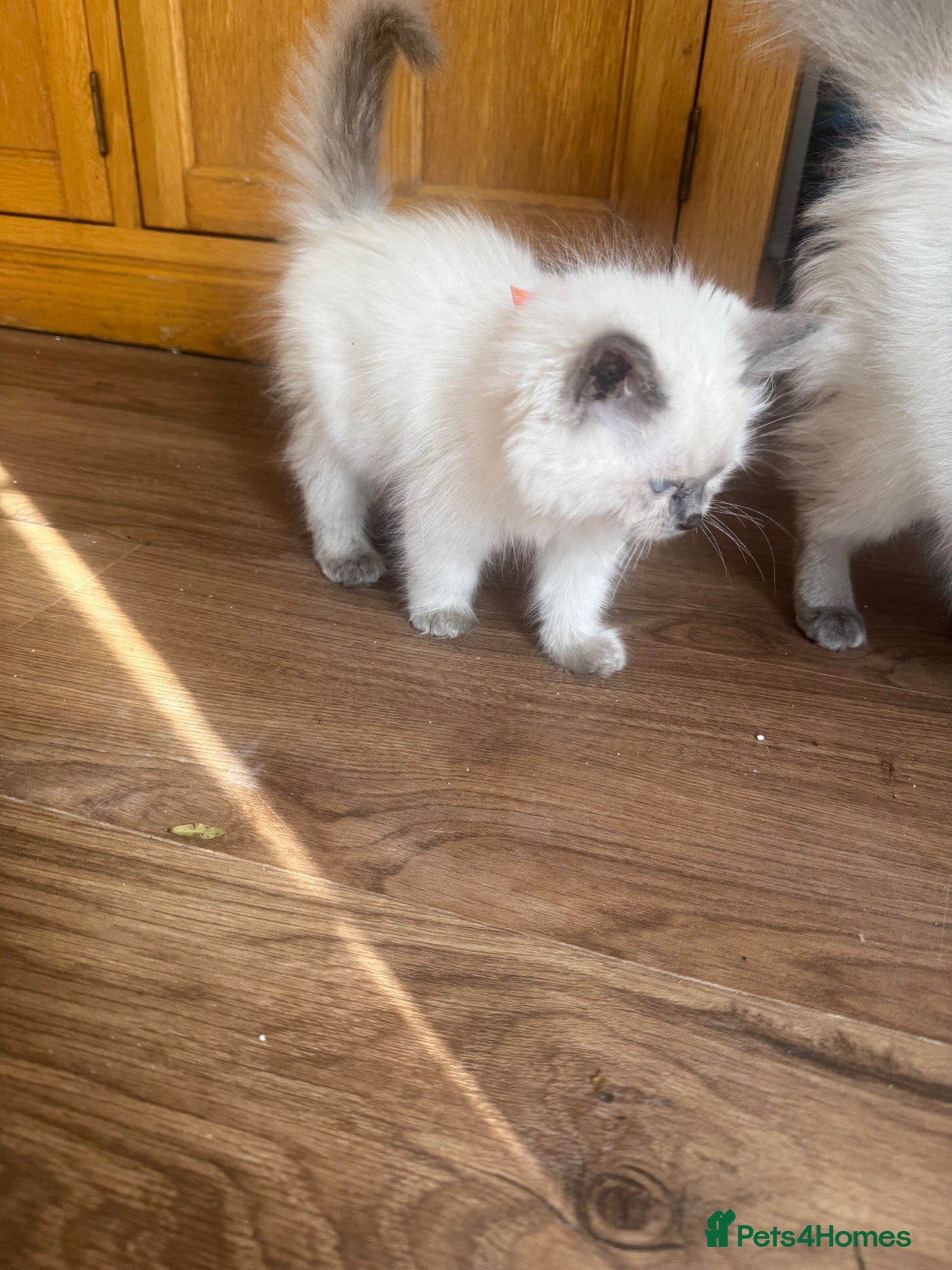 Ragdoll cats GCCF champion ragdoll kittens 2 girls 1 boy  - Advert 2