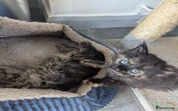 Maine Coon cats for sale: 3 gorgeous healthy full breed Maine coon kittens - Image 14