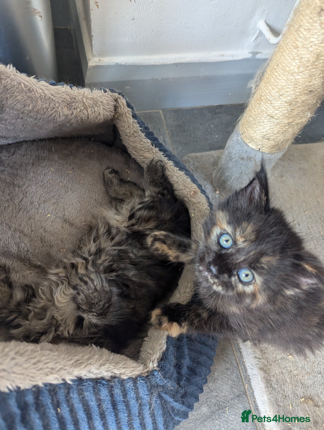 Maine Coon cats for sale: 3 gorgeous healthy full breed Maine coon kittens - Image 14
