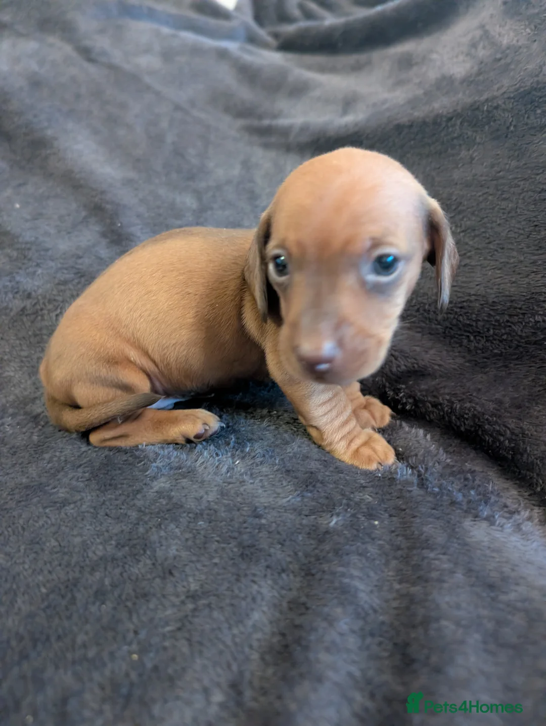 Miniature Dachshund dogs for sale: Beautiful Miniature Dashound Puppies For Sale - Advert 5