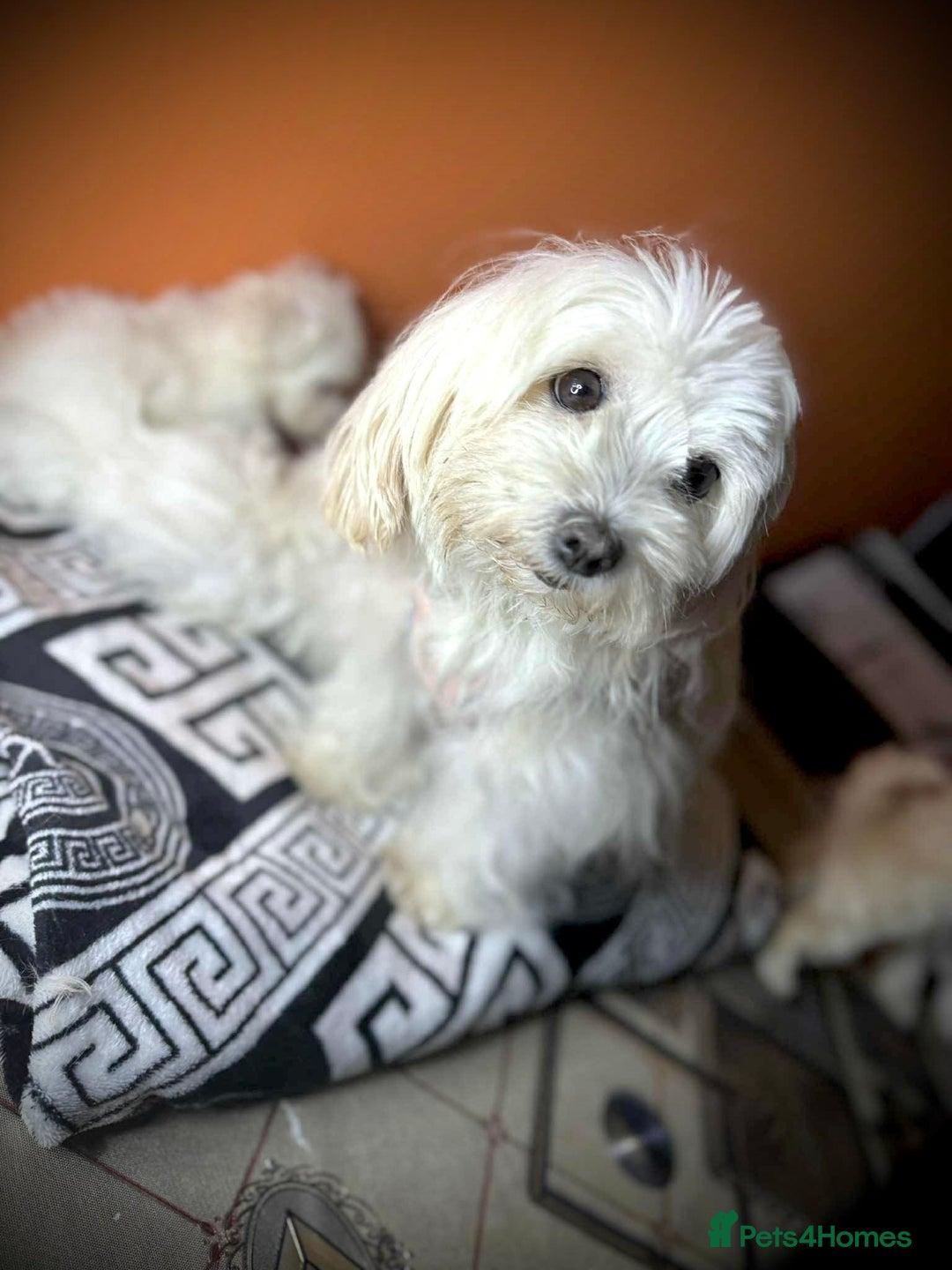 Bichon Frise dogs for sale: Bichon Frise - Advert 8