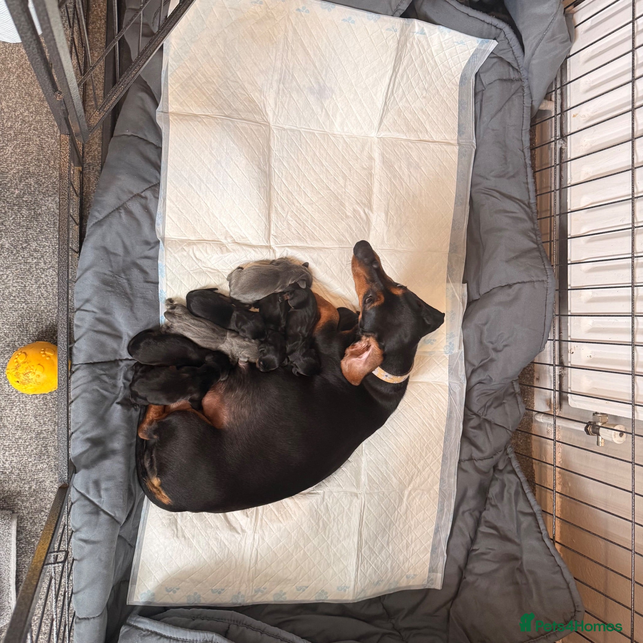 Dachshund dogs Dachshunds for sale  - Advert 2
