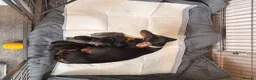 Dachshund dogs for sale: Dachshunds for sale  - Advert 1