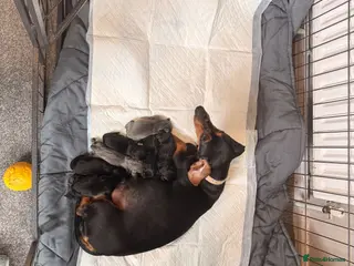 Dachshund dogs Dachshunds for sale - Advert 1