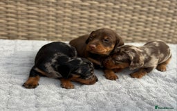 Dachshund dogs for sale: 3 Gorgeous Girl Dachshund Puppies  - Image 1