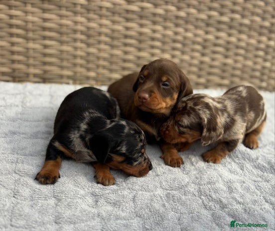 Dachshund dogs - Advert 1