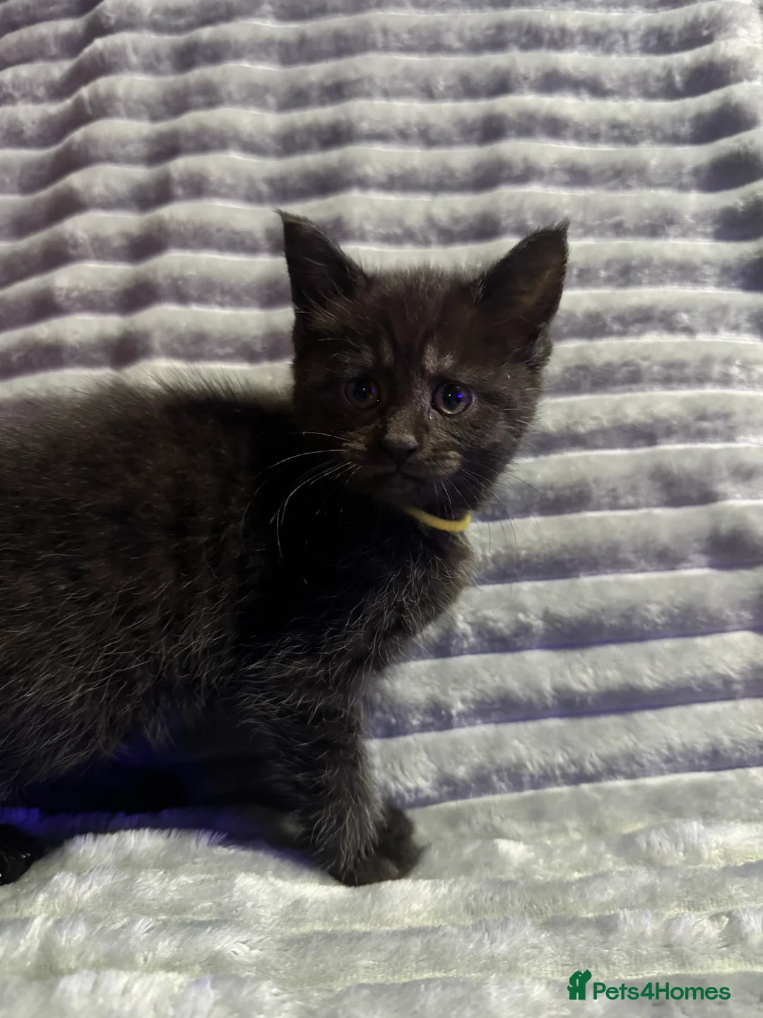 Mixed Breed cats for sale: British short hair cross maine coon  - Advert 10