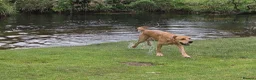 Labrador Retriever dogs for stud: Working line retriever for stud - Advert 3