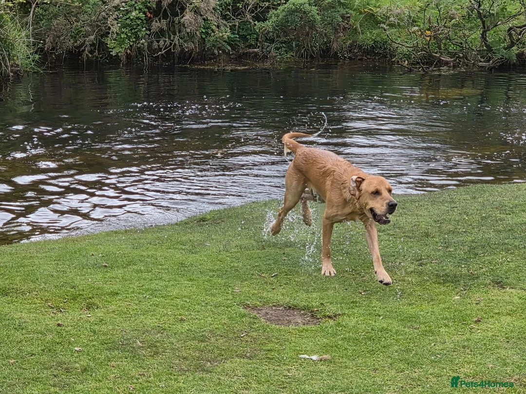 Labrador Retriever dogs for stud: Working line retriever for stud - Advert 3