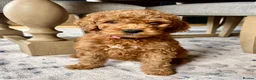 Mixed Breed dogs for sale: 🐾READY TO GO🐾 Exceptional Australian Doodles🐾 - Advert 30