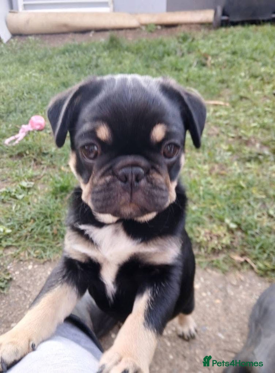 Frug dogs for sale: ♥️One adorable baby frug left ♥️ - Advert 2