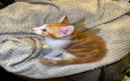 Domestic Shorthair cats for sale: Real life Garfield🤩 - Image 32