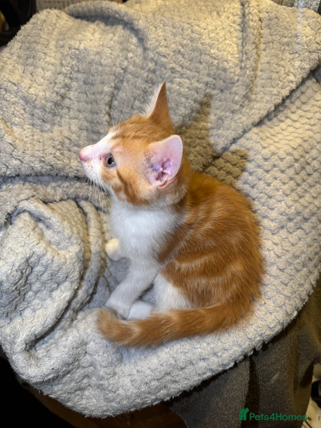Domestic Shorthair cats for sale: Real life Garfield🤩 - Image 32