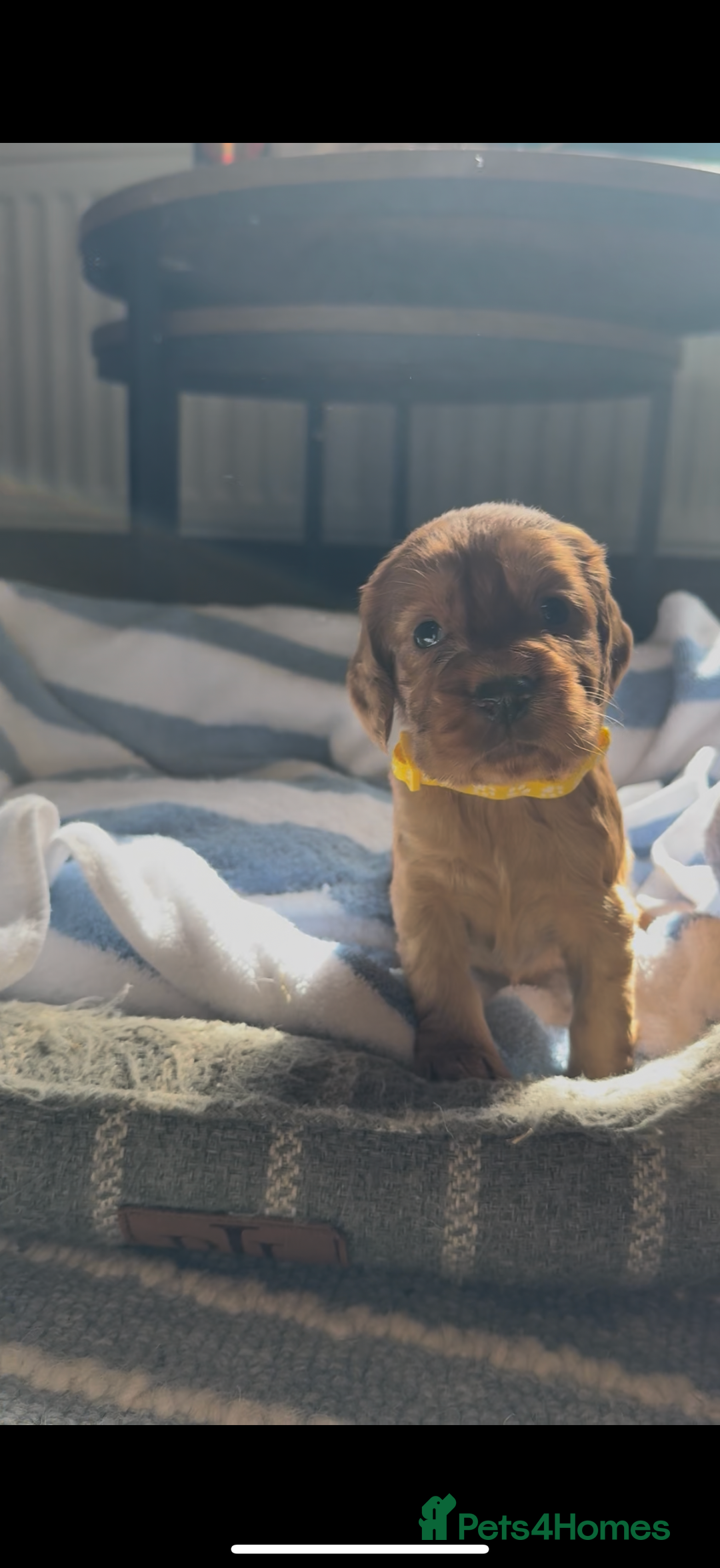 Cocker Spaniel dogs for sale: ✨ KC Registered Working Cocker Spaniel Puppies ✨ - Image 10
