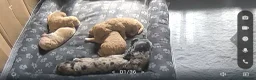 Cockapoo dogs for sale: American cockapoo puppies - Advert 4