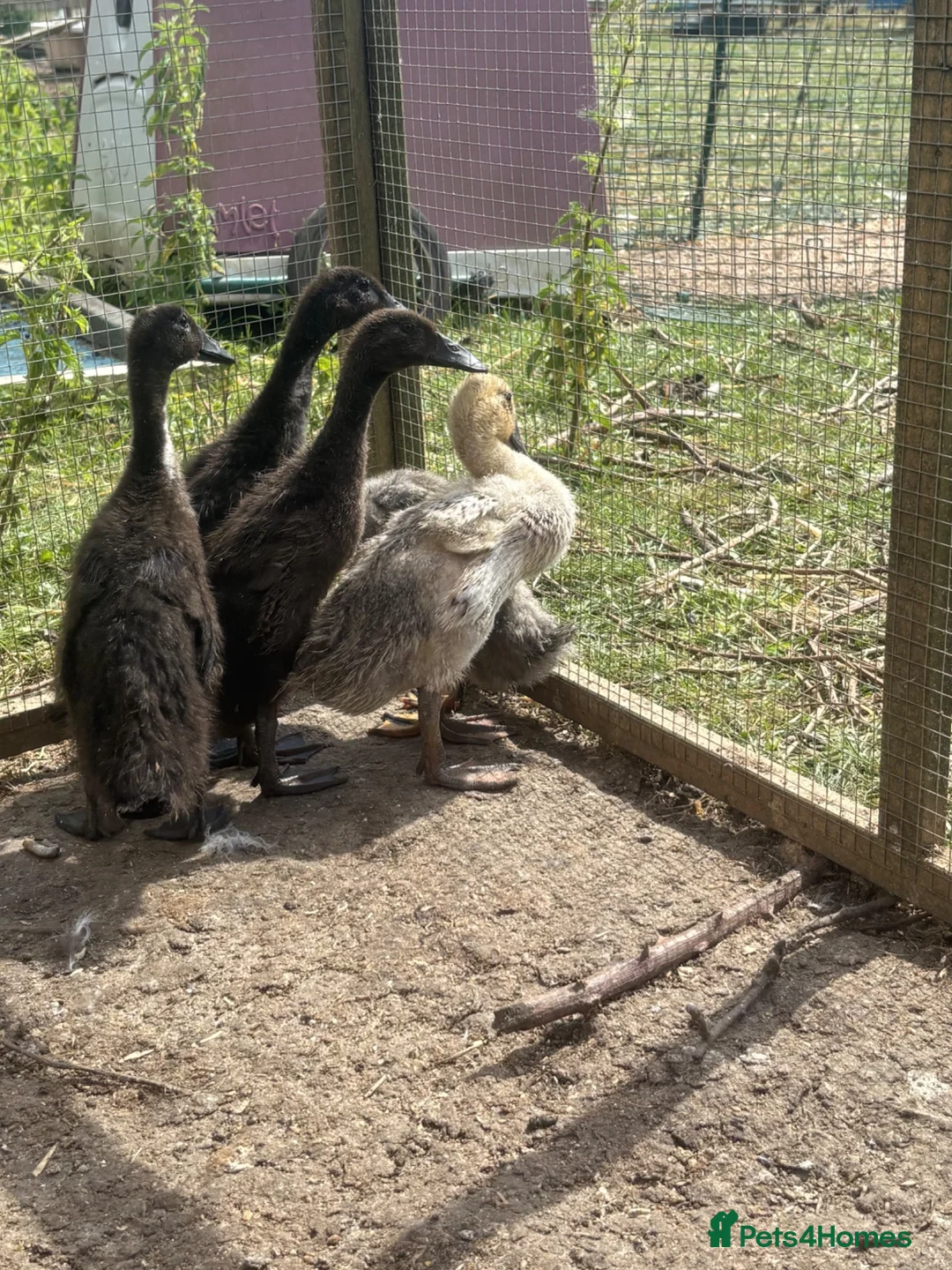 Ducks poultry for sale: Runner ducklings  - Advert 5