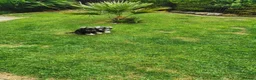 Miniature Schnauzer dogs for sale: Miniature Schnauzer puppies  in Kirkcaldy - Advert 3