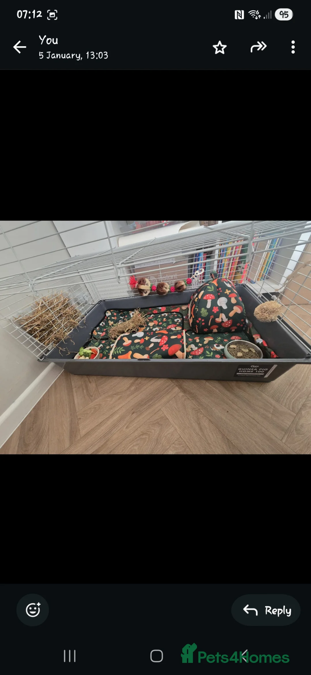 Guinea Pig rodents for sale: 2x female guinea pigs - Advert 2