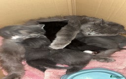 British Longhair cats for sale: Long haired British blue - Image 7