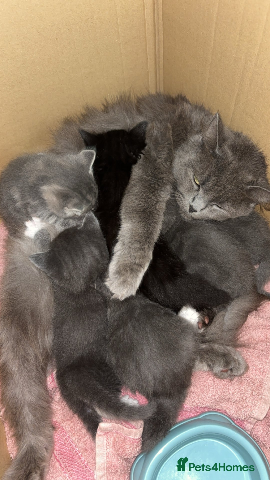 British Longhair cats for sale: Long haired British blue - Image 7