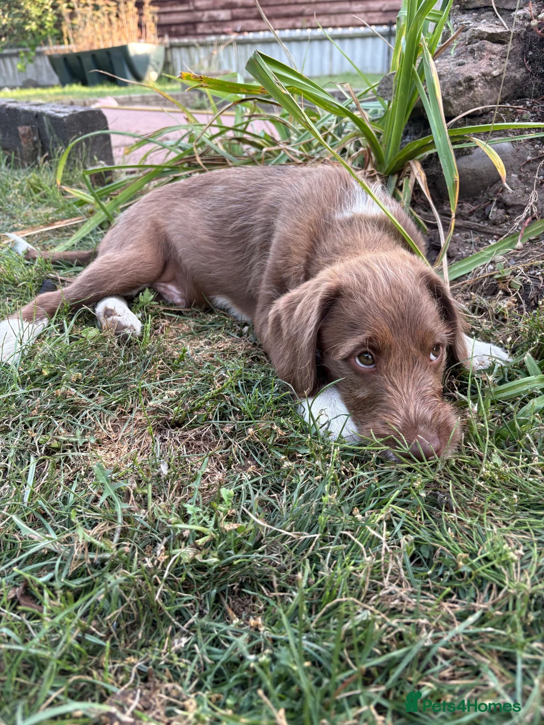 Labradoodle dogs for sale: READY NOW labradoodle pup  - Advert 2