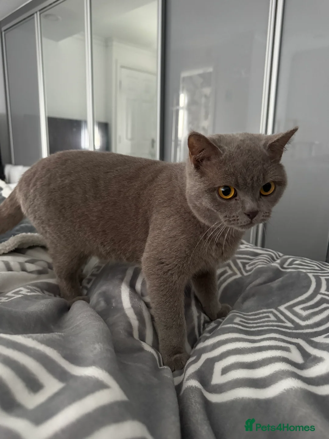 British Longhair cats for sale: Nardo - Advert 1