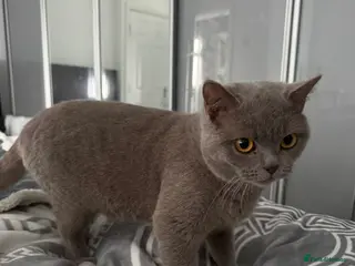 British Longhair cats Nardo - Advert 9