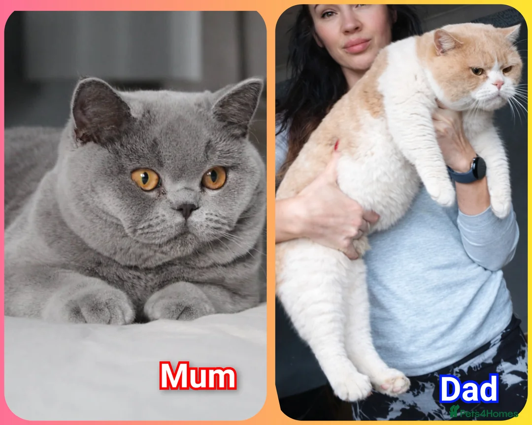 British Shorthair cats for sale:  BSH🐾 Last 2 kittens available 🐾 GCCF & TICA - Advert 20