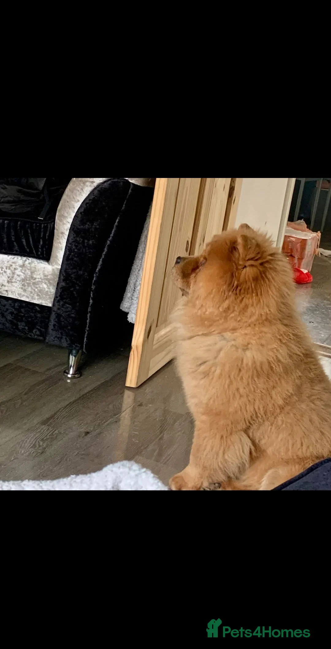 Chow Chow dogs for sale: Chow Chow Kc - Advert 11