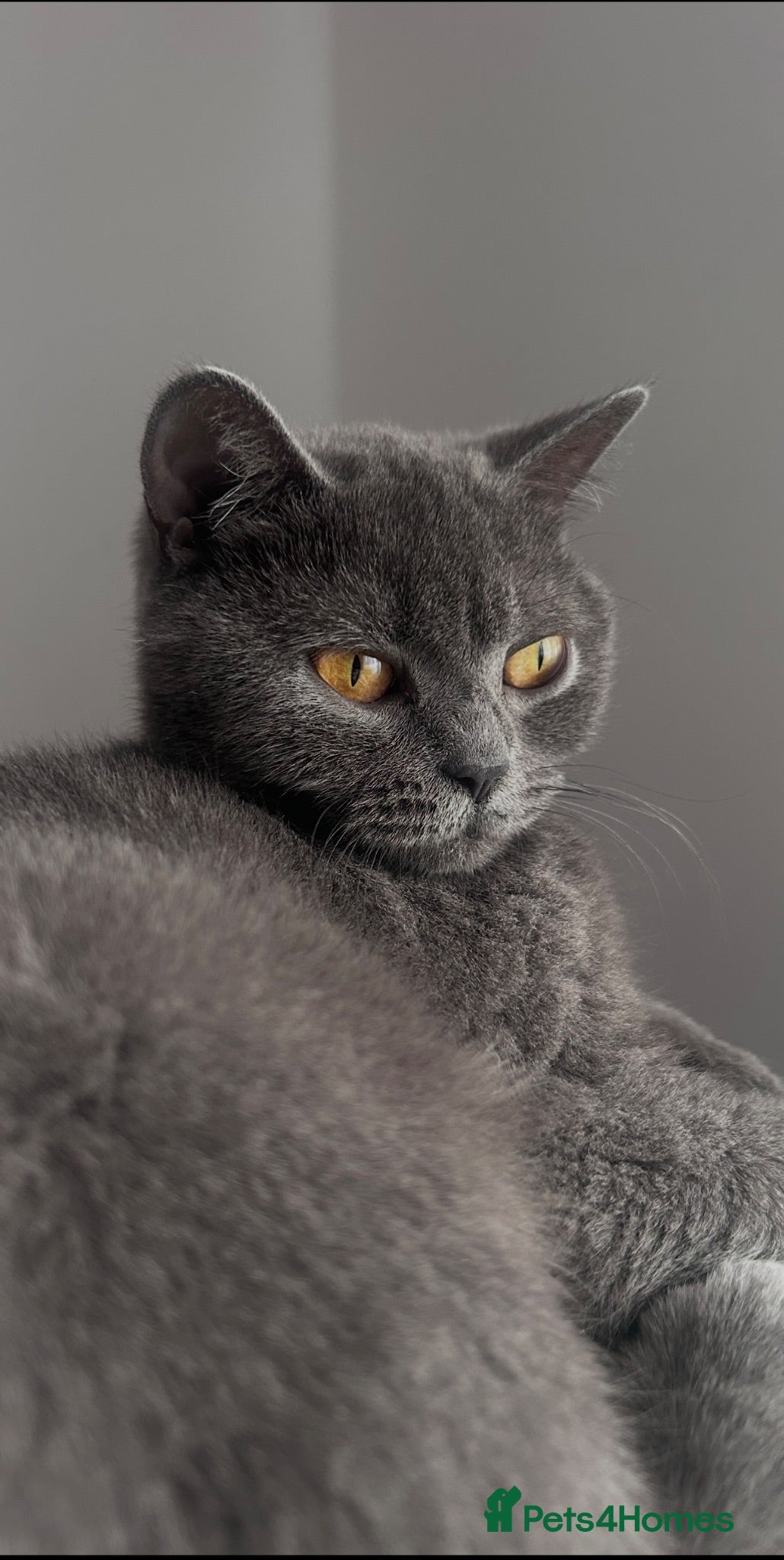 British Shorthair cats Female British shorthair GCCF - Advert 1