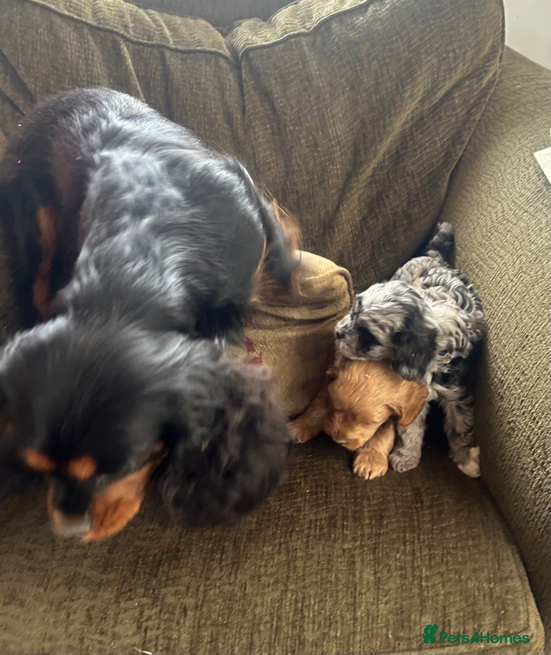 Cavapoo dogs for sale: Cavapoo puppies - Image 7