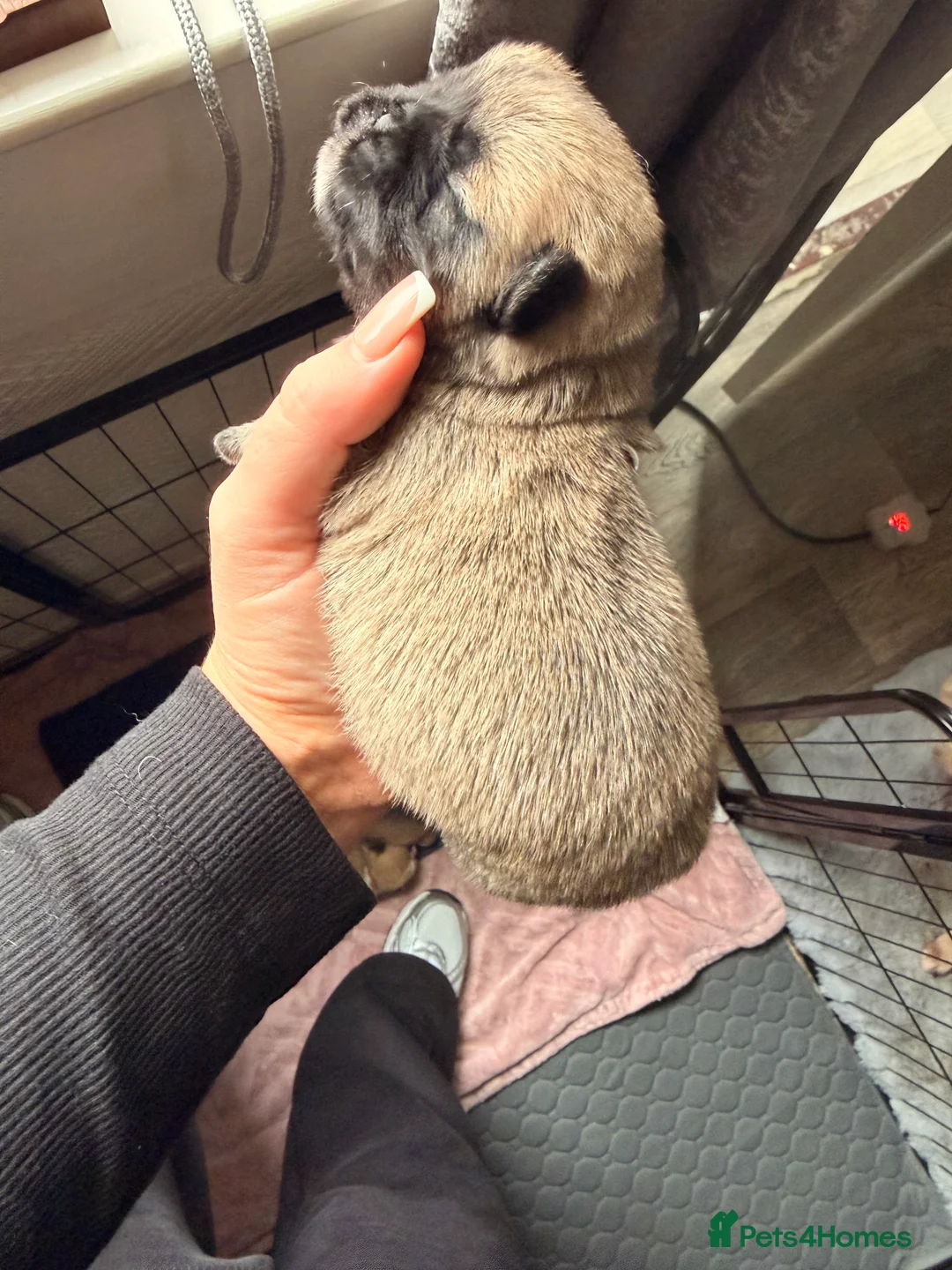 Mixed Breed dogs for sale: Pug x shihtzu puppies  in Redcar - Advert 18