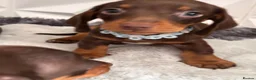 Miniature Dachshund dogs for sale: 🌟🌟Beautiful tan/fawn miniature dachshund🌟 🌟 - Advert 33