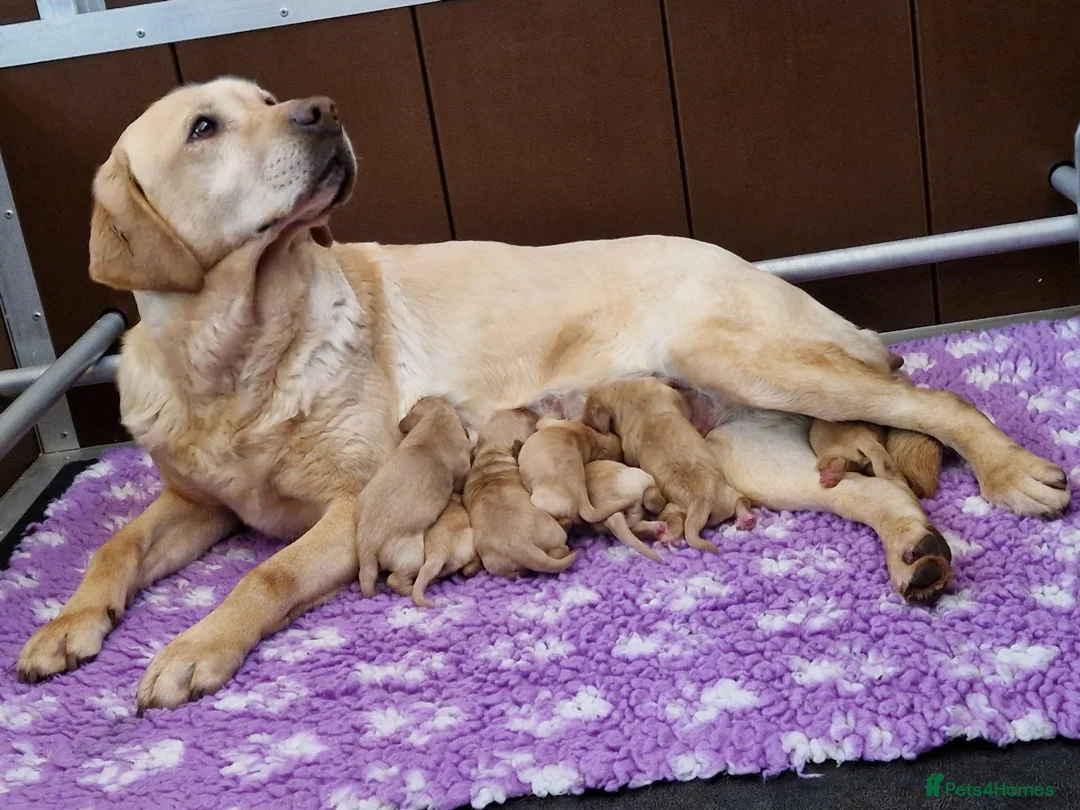 Cockerdor dogs for sale: ✨️STUNNING HEALTH TESTED YELLOW COCKERDORS ✨️ - Advert 12