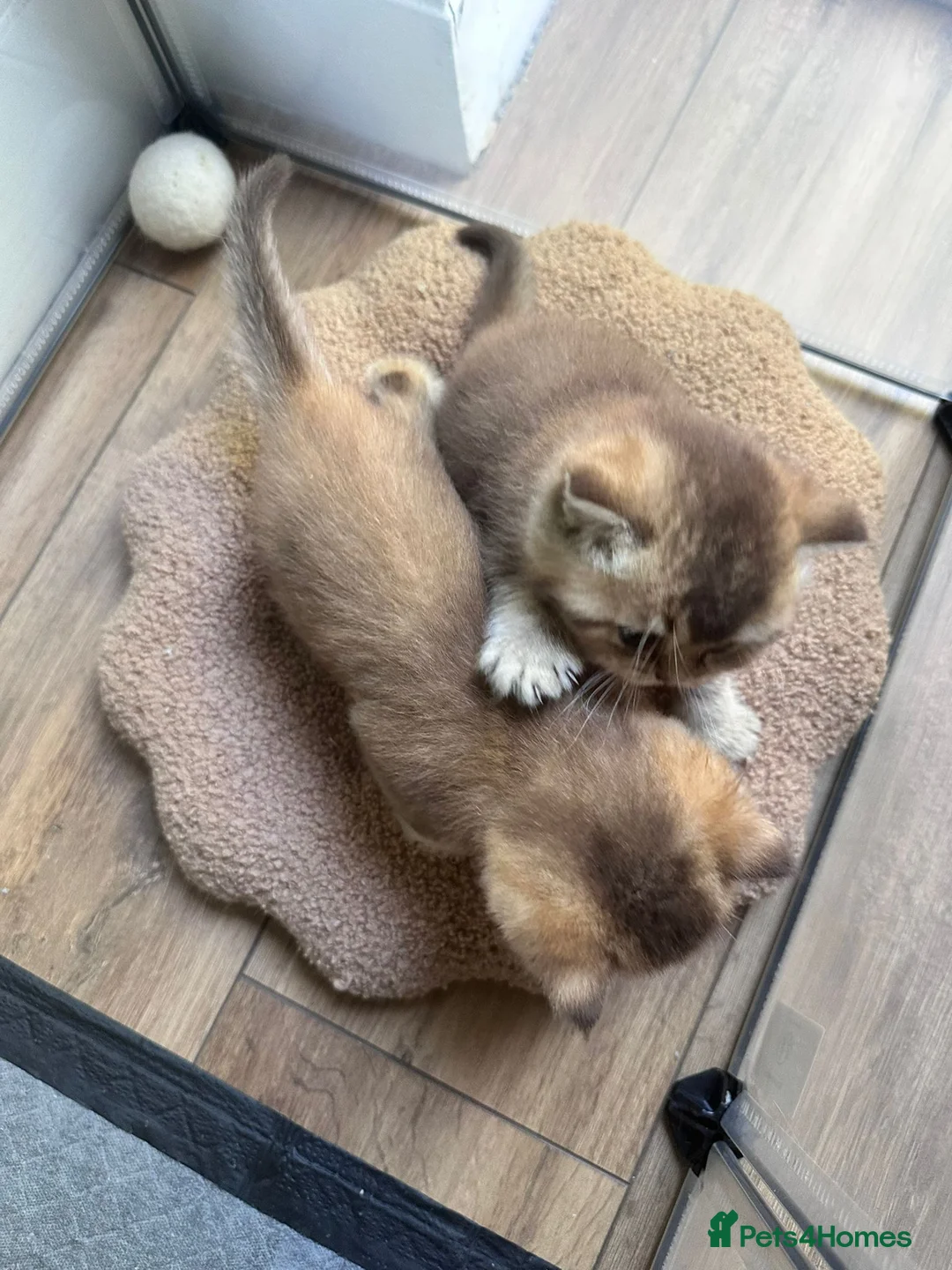 British Shorthair cats for stud: Golden British Shorthair Stud NY12 TICA Proven in London - Advert 9