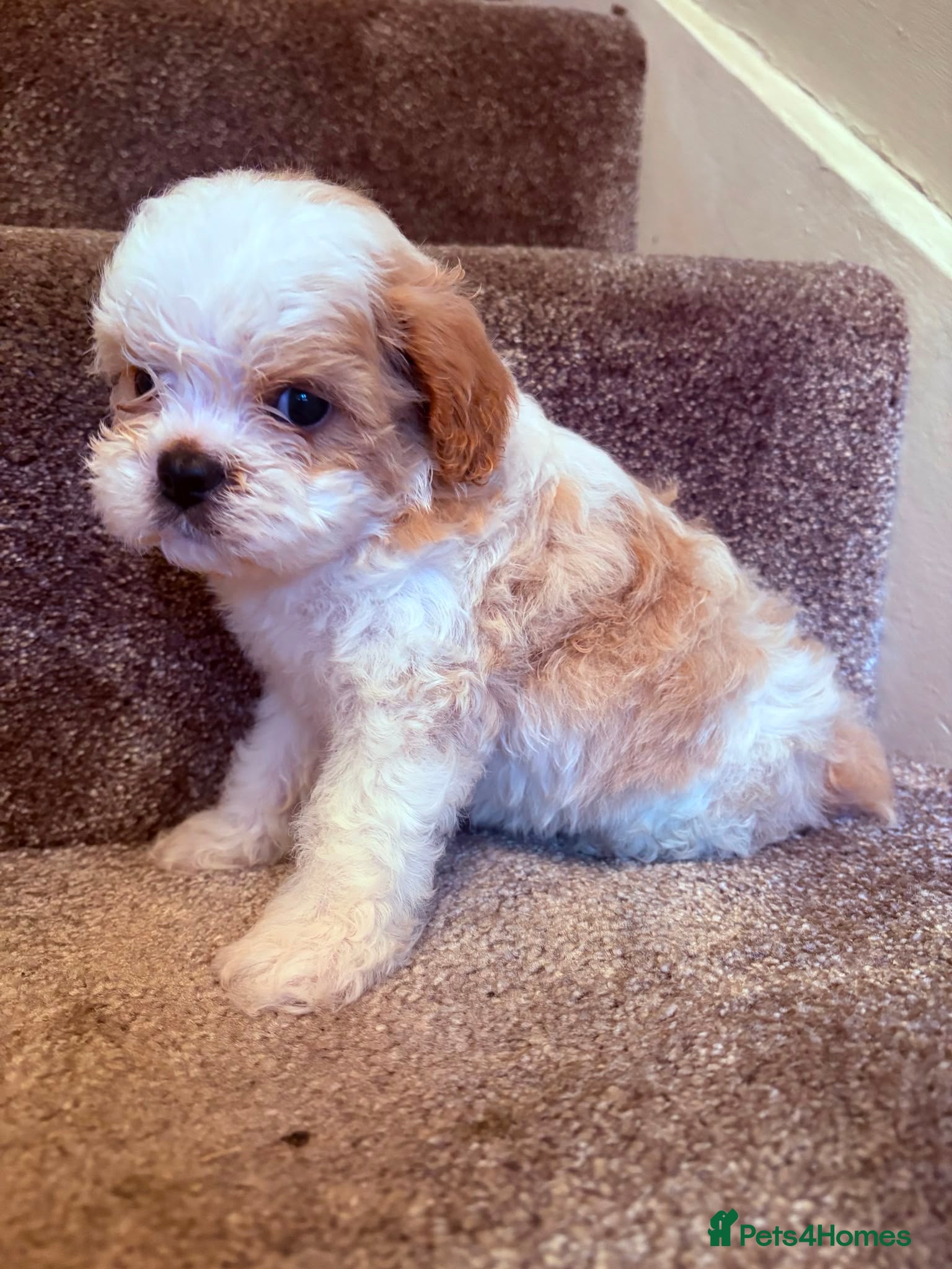 Cavapoo dogs Cavapoo Puppies - Advert 1