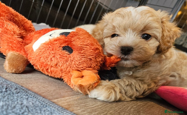 Maltipoo dogs - Advert 4