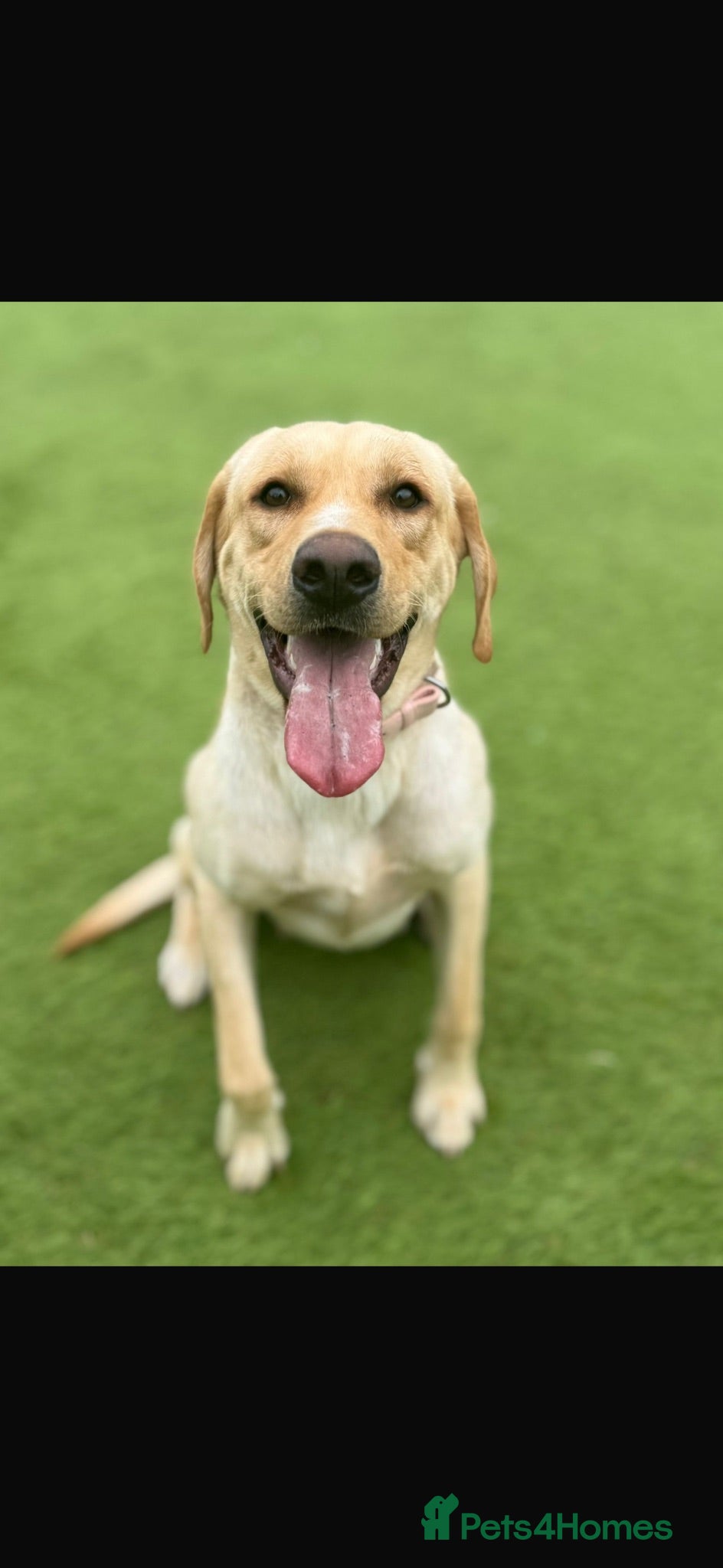Mixed Breed dogs 🐾 Labrador x Dachshund puppies 🐾  - Advert 9