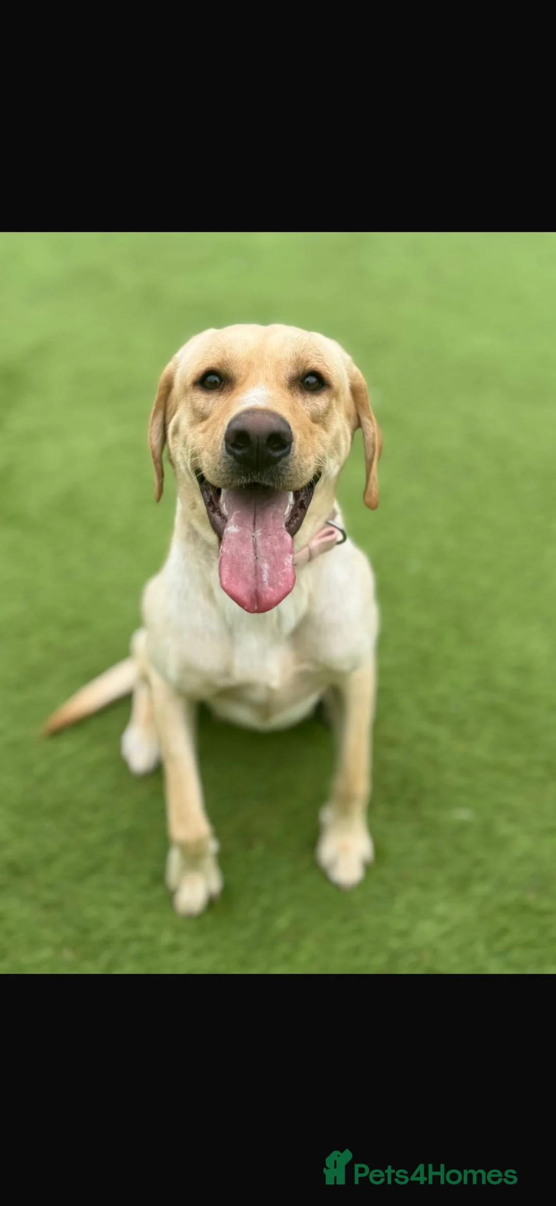 Mixed Breed dogs for sale: 🐾 Labrador x Dachshund puppies 🐾  - Advert 1