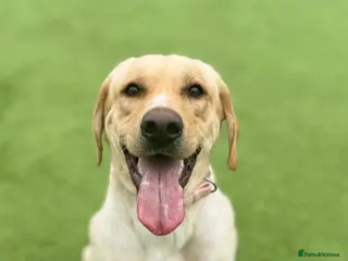 Mixed Breed dogs 🐾 Labrador x Dachshund puppies 🐾 - Advert 6