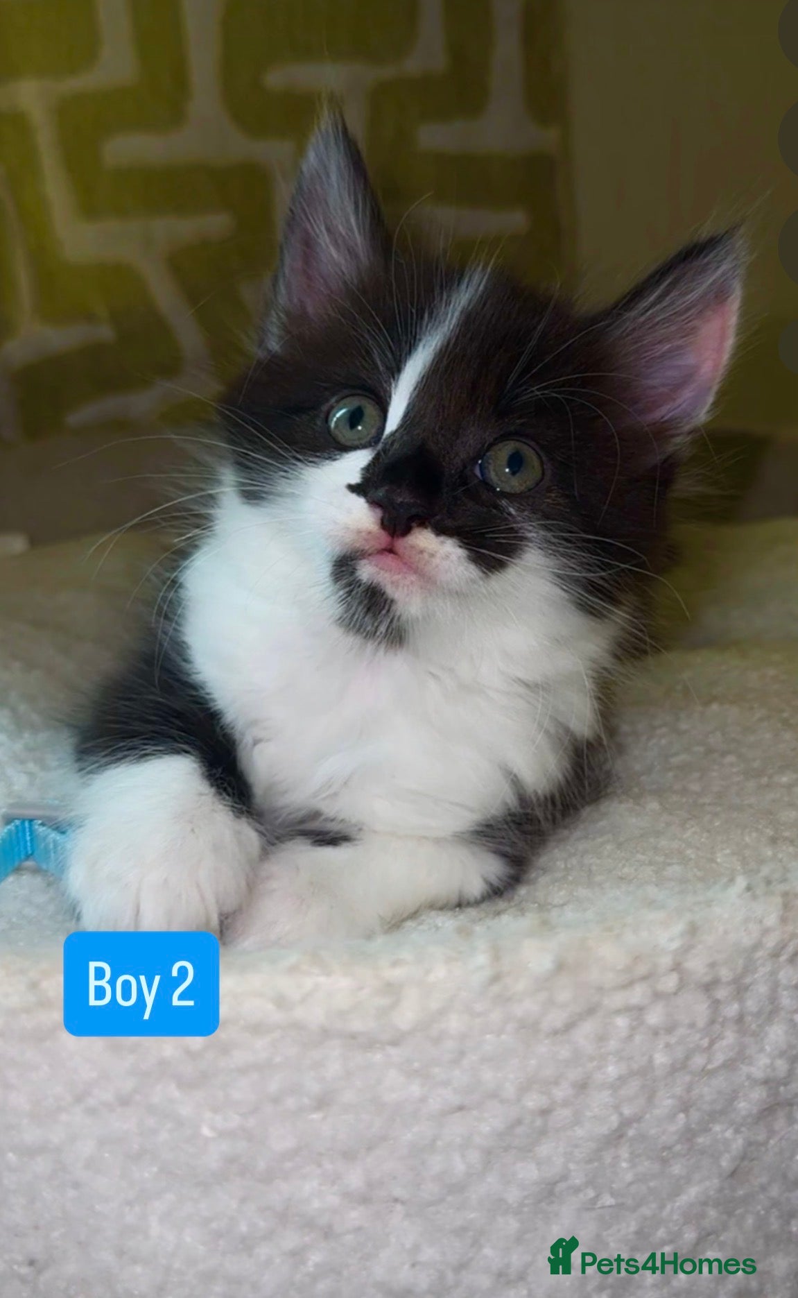 Mixed Breed cats 🐾 Adorable Fluffy Kittens Ready for Loving Homes - Advert 2