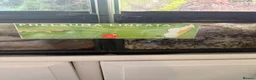 Gecko reptiles for sale: Dart frogs and geckos in Oxford - Advert 3