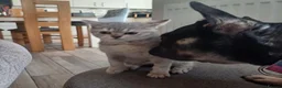 British Shorthair cats for sale: Loving, pretty Scottish Straight kittens  - Advert 8