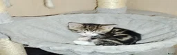 Mixed Breed cats for sale: Bengal mixed breed kittens  in Oldham - Advert 4
