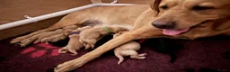 Labrador Retriever dogs for sale: Kennel Club Registered Labrador Puppies  - Advert 13