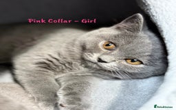 British Shorthair cats for sale: 🐾 Champion Line Blue BSH Kittens GCCF Active 🐾  - Image 24