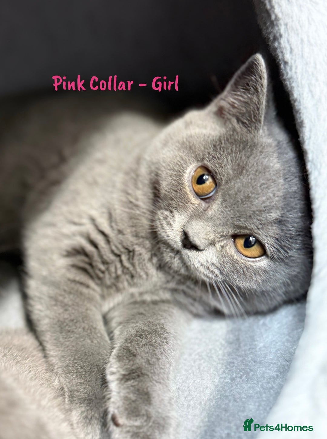 British Shorthair cats for sale: 🐾 Champion Line Blue BSH Kittens GCCF Active 🐾  - Image 24